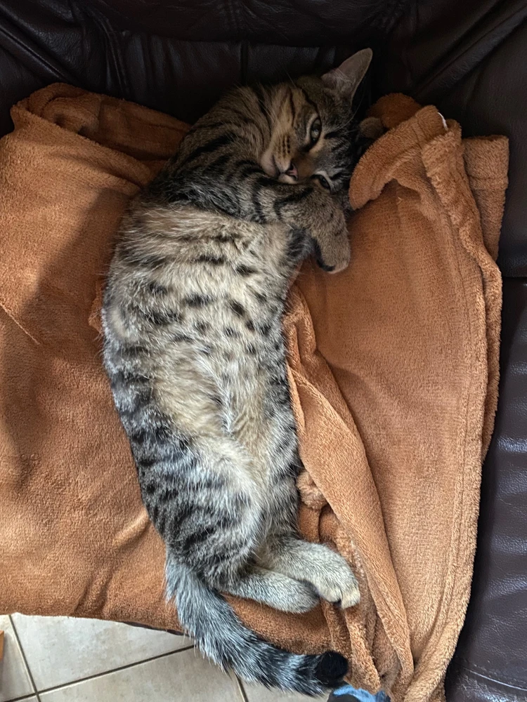 Getigerte Katze liegt müde und entspannt auf einer Decke.