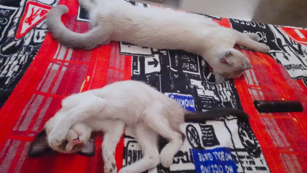 Imagen subida por Sugheily