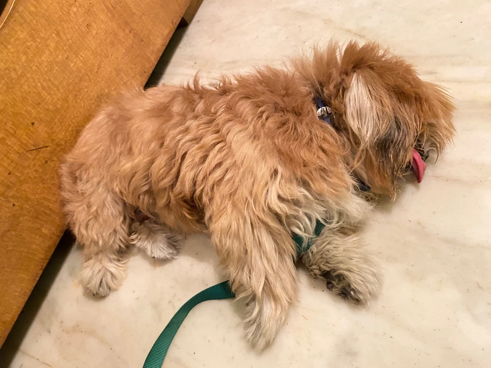 Gambar diunggah dening Vatsal