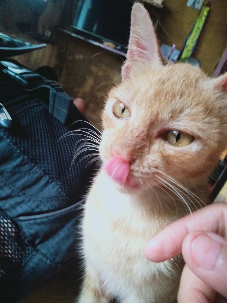 What's that yummyLicious treats you give Hooman. Give me more😋