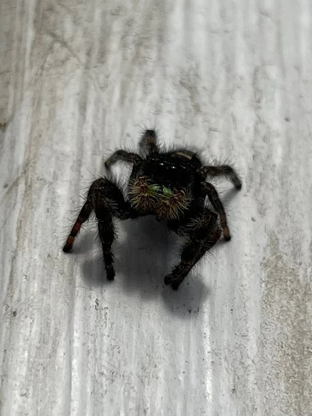 This little one was at my brother’s house!