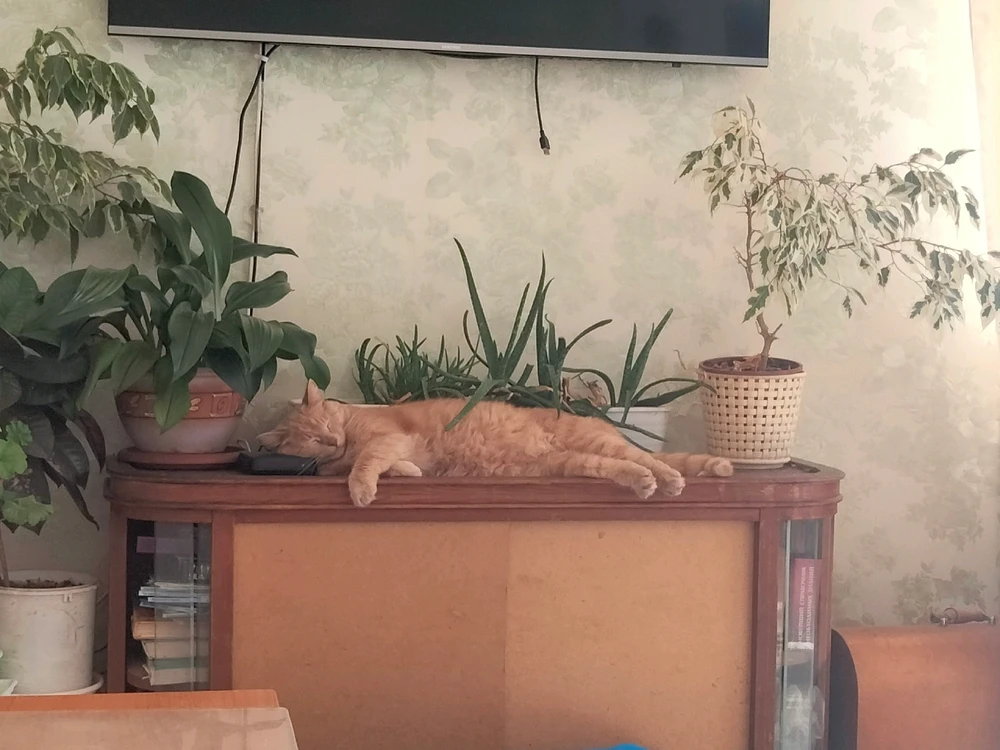 Фото загрузил Денис