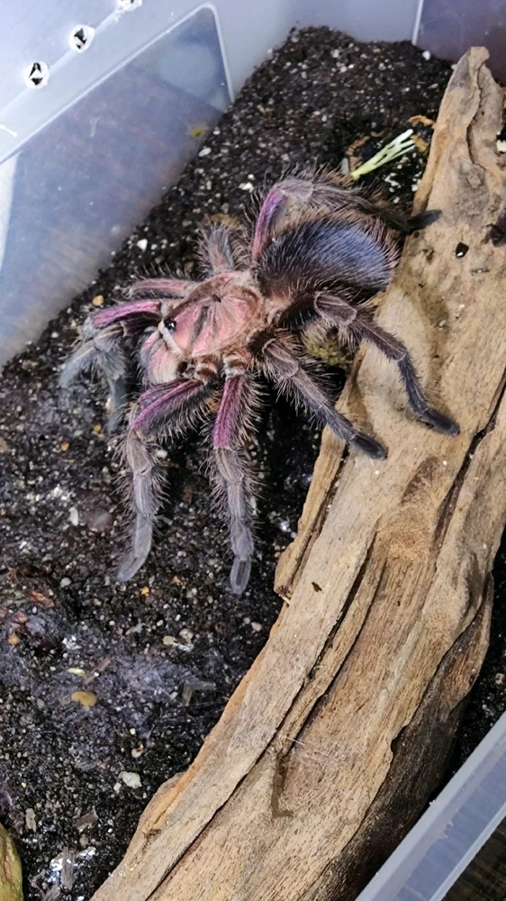 Image uploaded by Niko