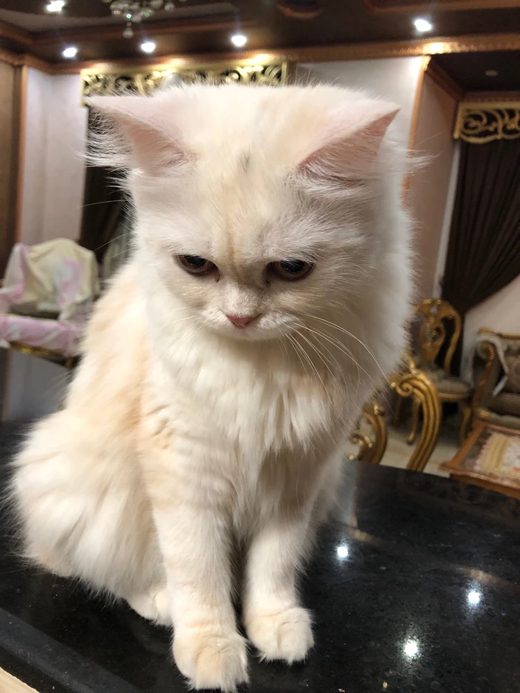 صورة رفعها Ahmed