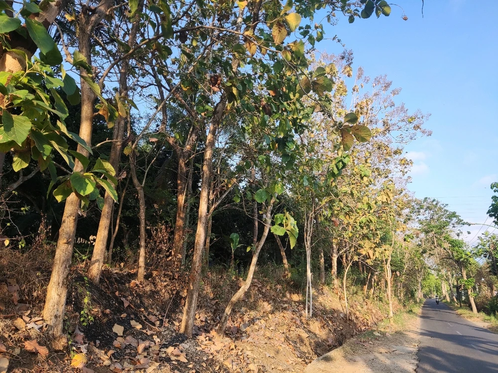 Teak Forest @Gombeng Banyuwangi