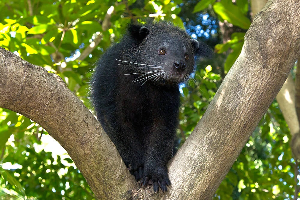What do you think about Binturongs ?