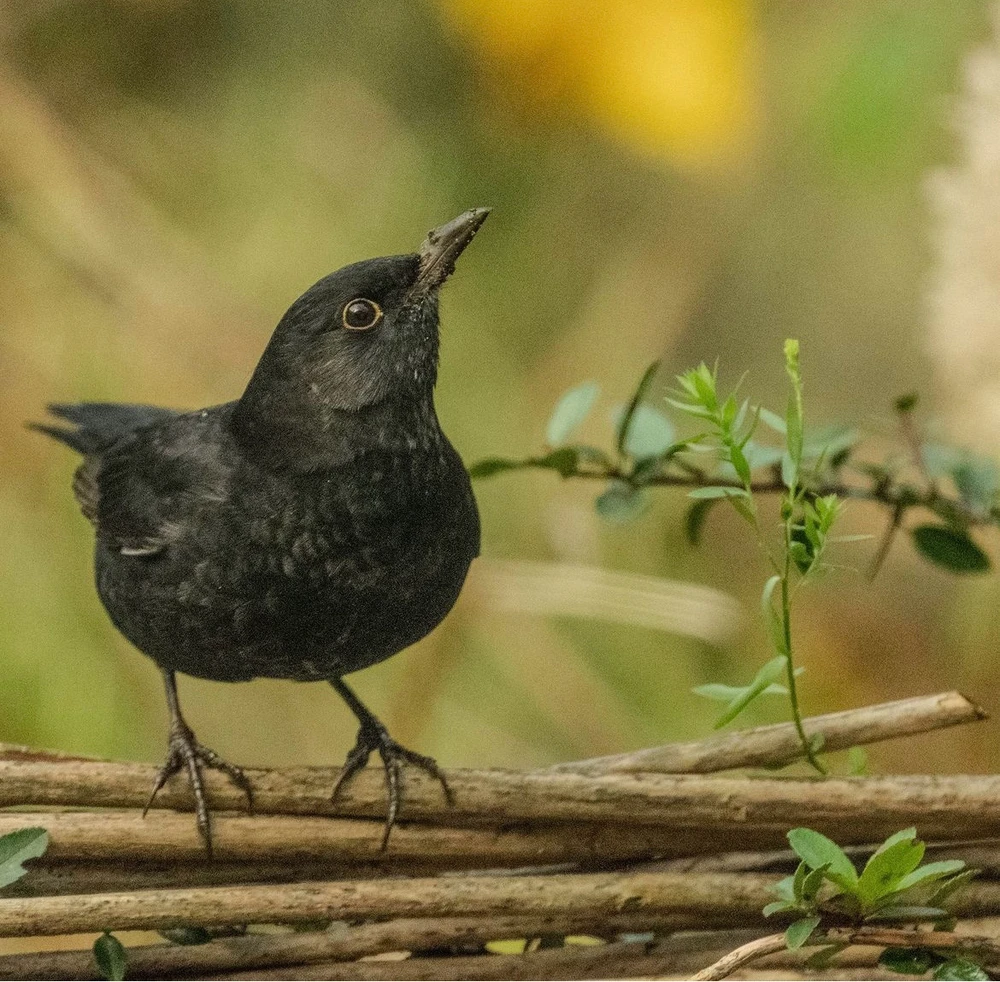 Afbeelding geüpload door Joost