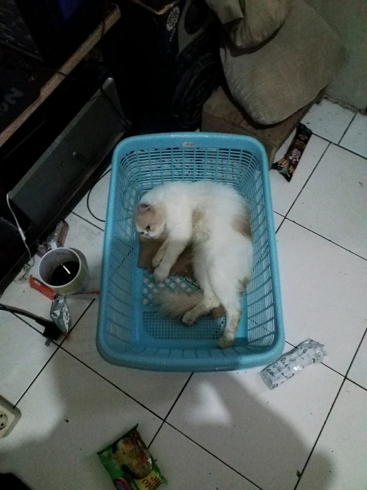 Gambar diunggah oleh Moch ali