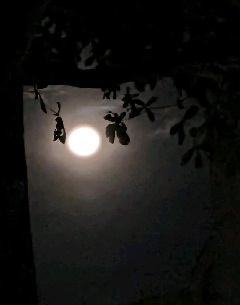 Tonight's moon greeting the neighbourhood