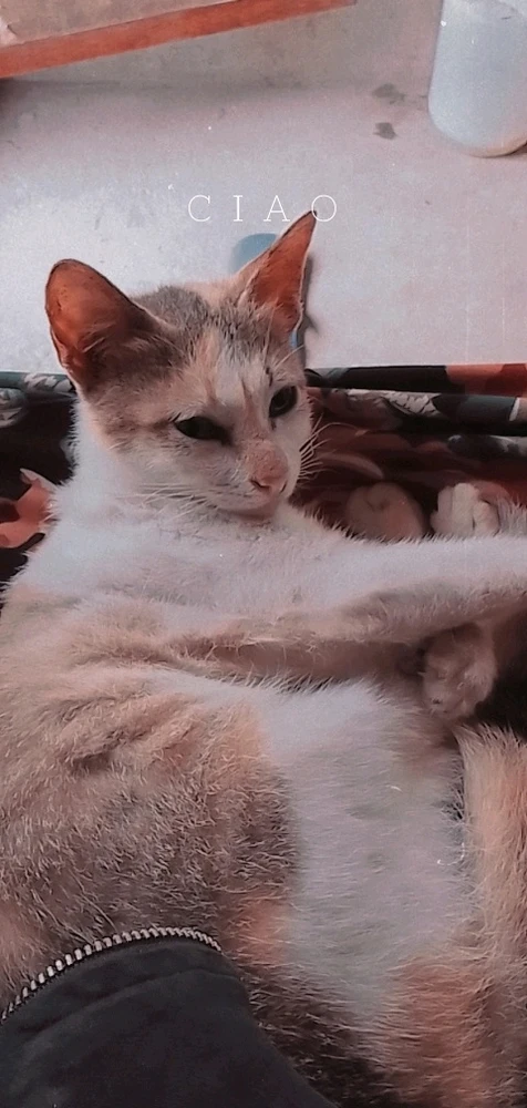 Image uploaded by Queenie M. V