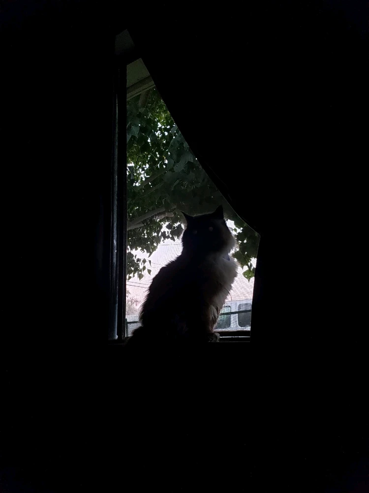 Image uploaded by Mijael