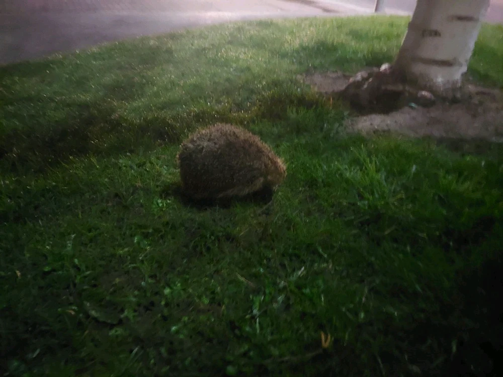 Hedgehog at night on a grass verge.