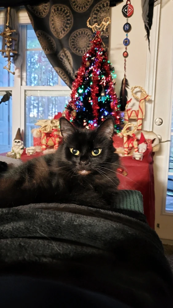 Yule pagan norse cat yulegoat júl