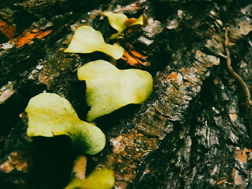 Zoltan által feltöltött kép