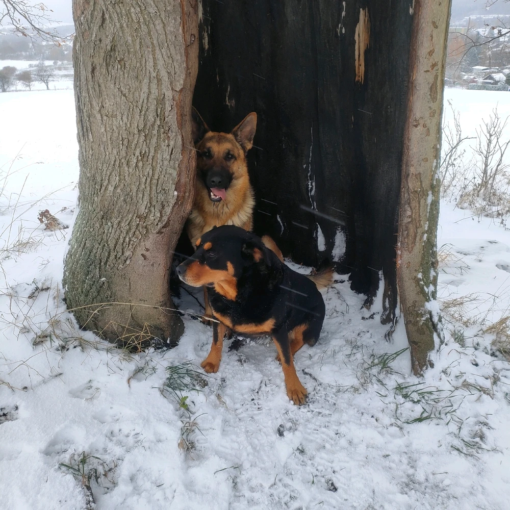 Obrázek nahrál Vladimír Gargi Řehák