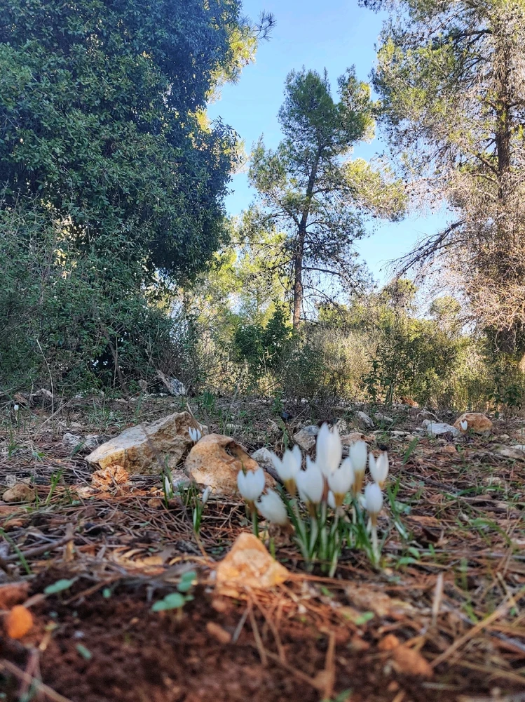 תמונה שהועלתה על ידי Vitaly