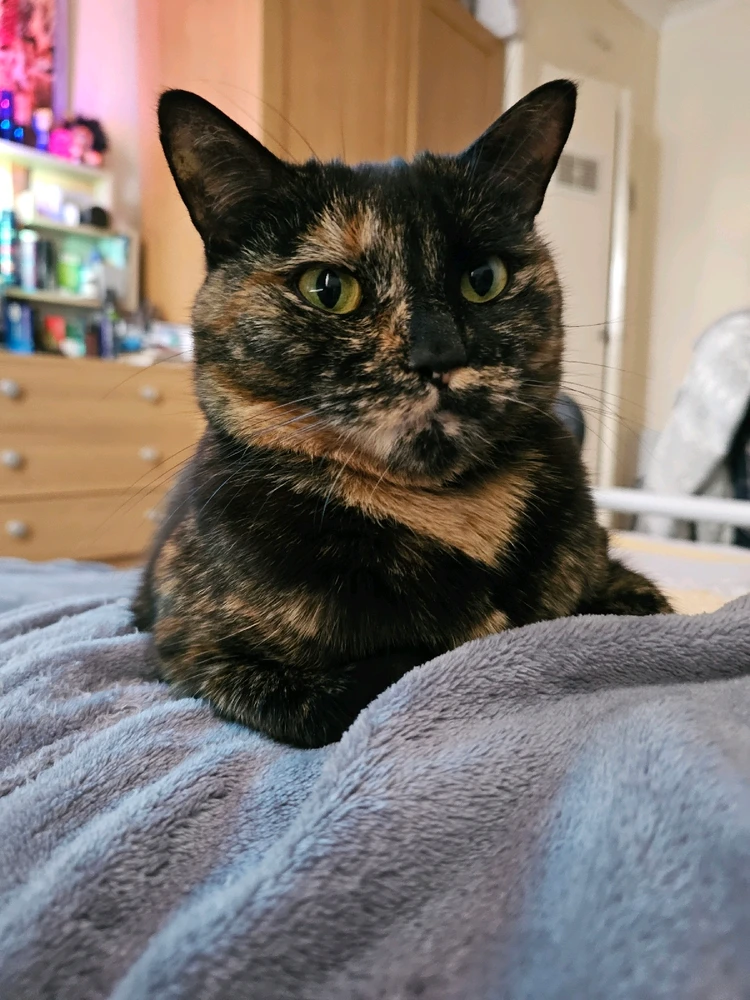This little girl is Nirva 🐱