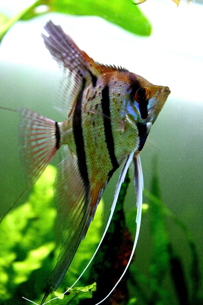 Obrázek nahrál Jaroslav