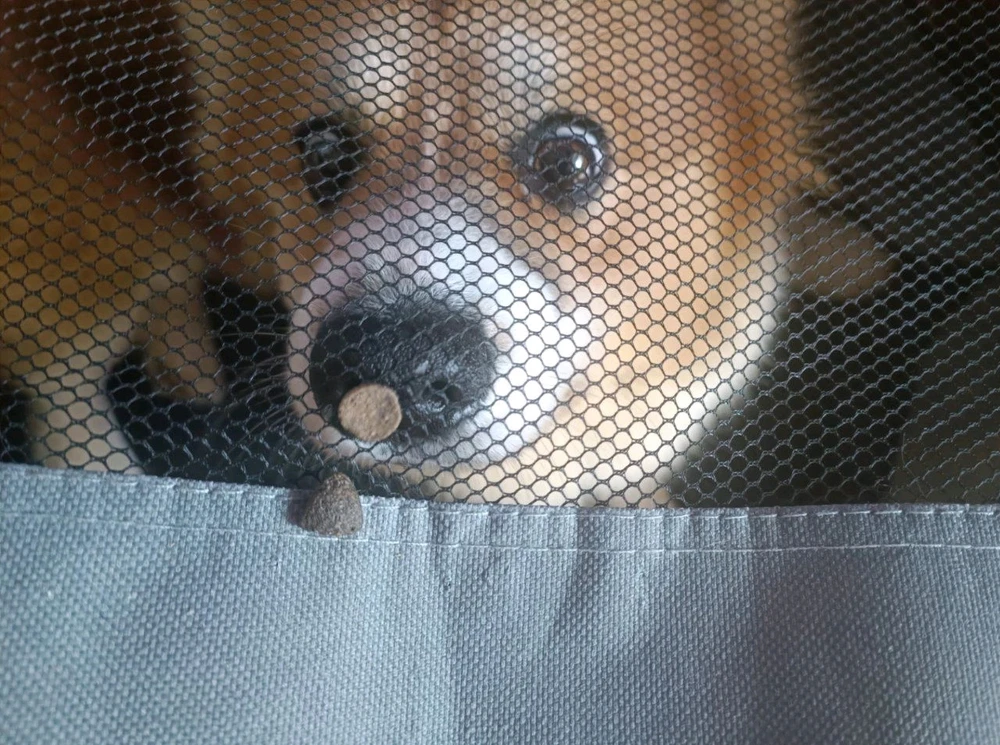 Фото загрузил shiny