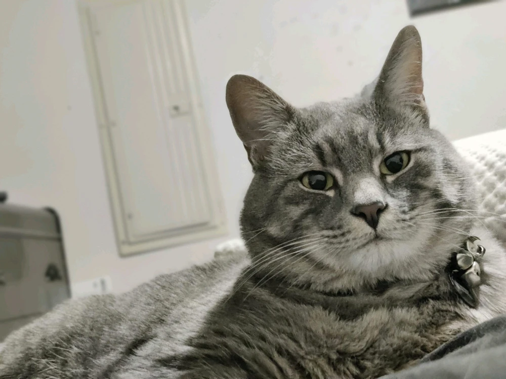 Ollie ଦ୍ୱାରା ଅପଲୋଡ୍ କରାଯାଇଥିବା ଫଟୋ