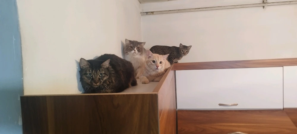 تصویر آپلود شده توسط Mmdjavad