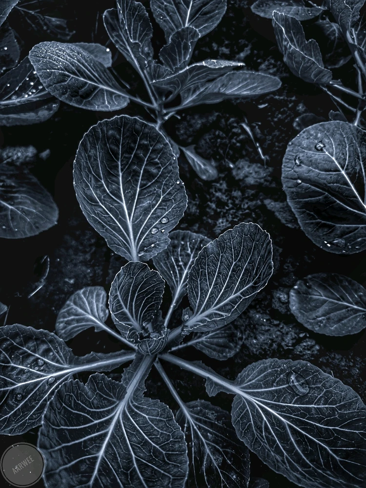 Image uploaded by AARWEE