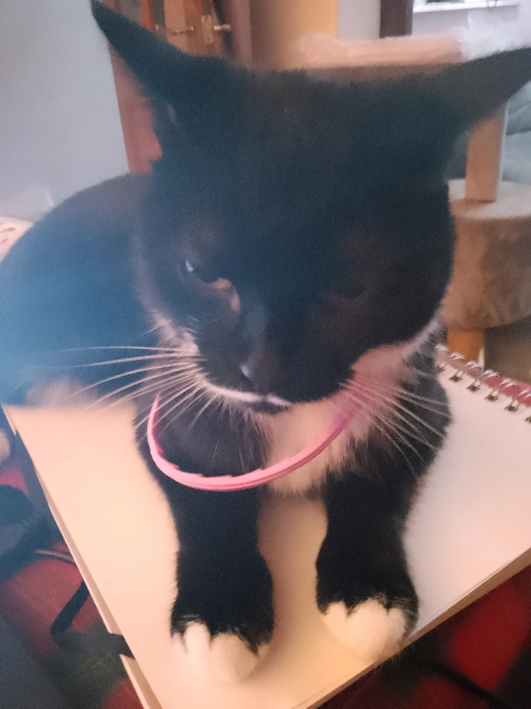 Meet my fabulous feline, Molly-Jessie! 🐾 