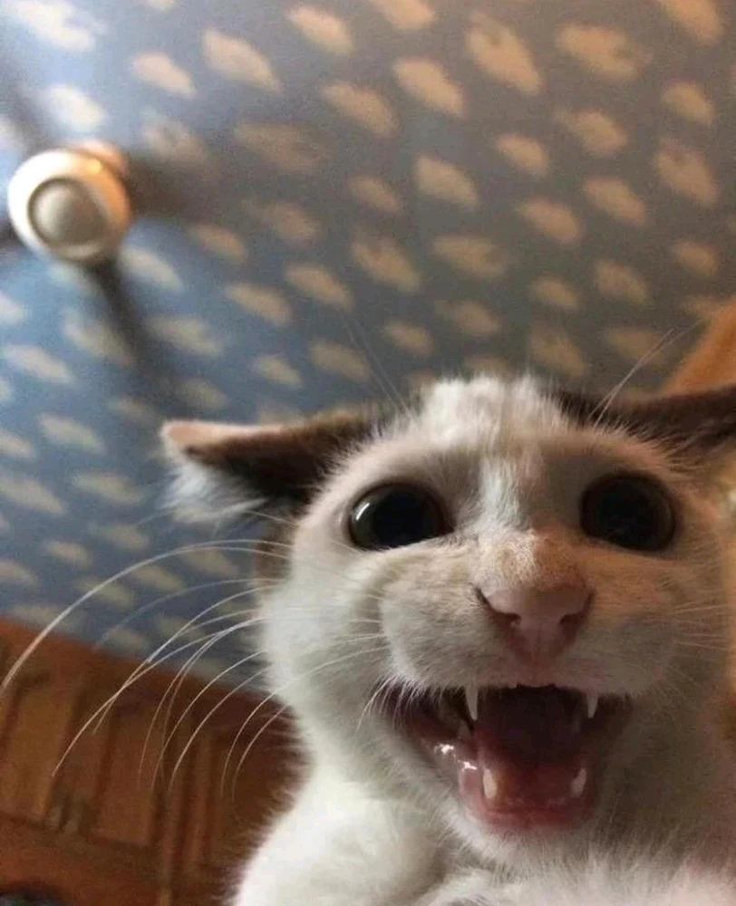 Gambar diunggah oleh Didi as