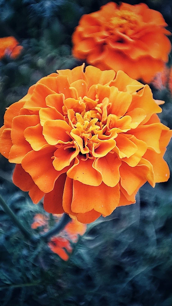 Image uploaded by Max Drew / Raman