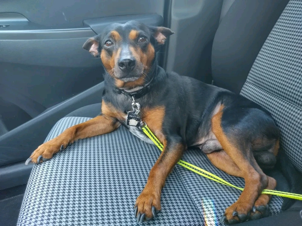 My furbaby has gained his wings.