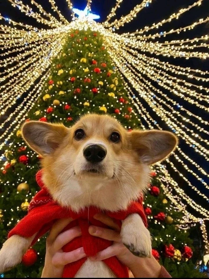 Фото загрузил Elena