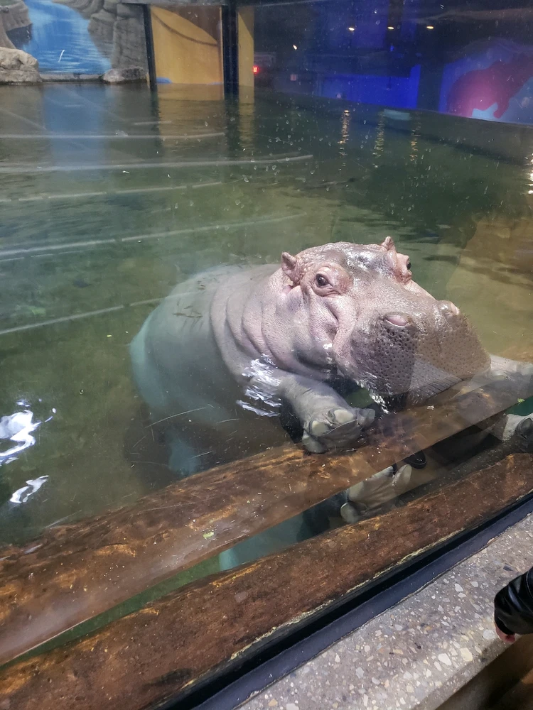 Cute Hippo saying hello