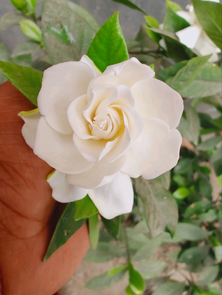 Image uploaded by Omkara