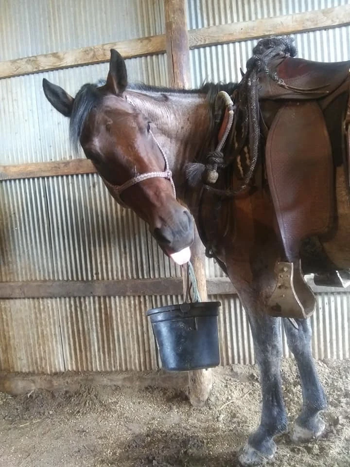 Hancock gelding Reno.