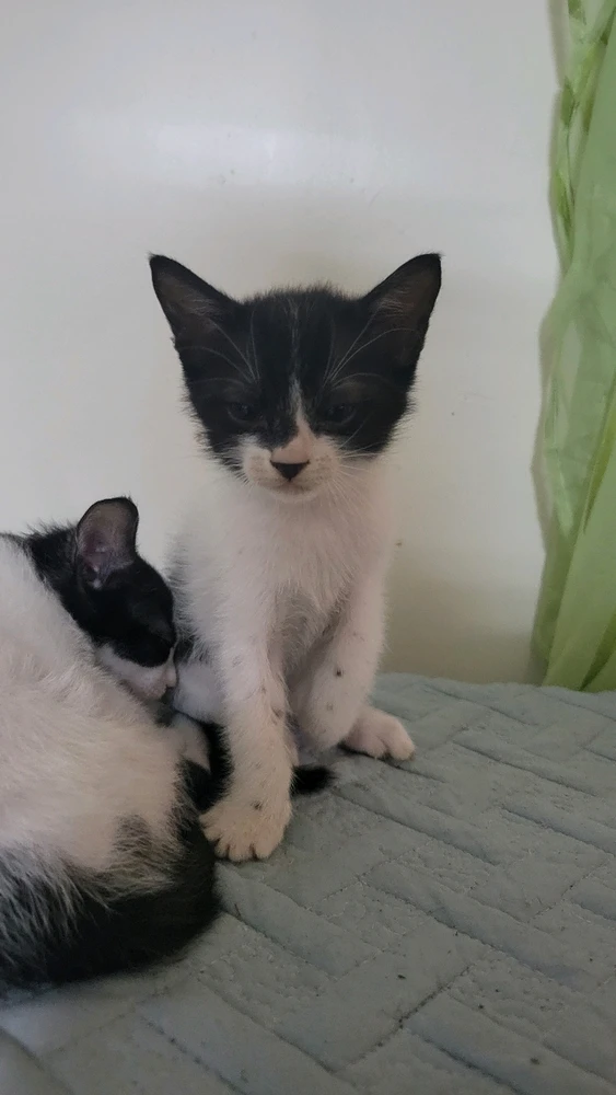 I-upload ni lia ang larawan