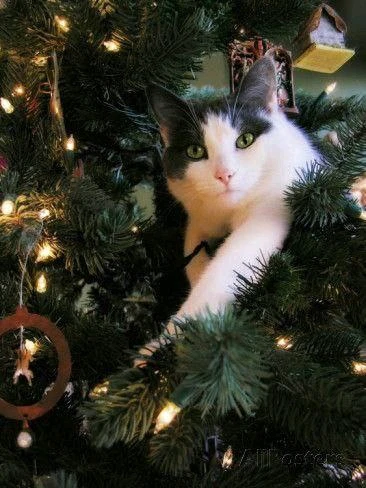 Black and white cat peering out of a pine Christmas tree covered in decorations.