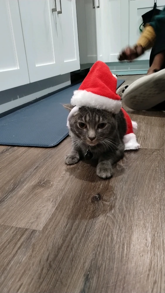Leave some catnip by the fireplace if you want to be visited by Santa Claws