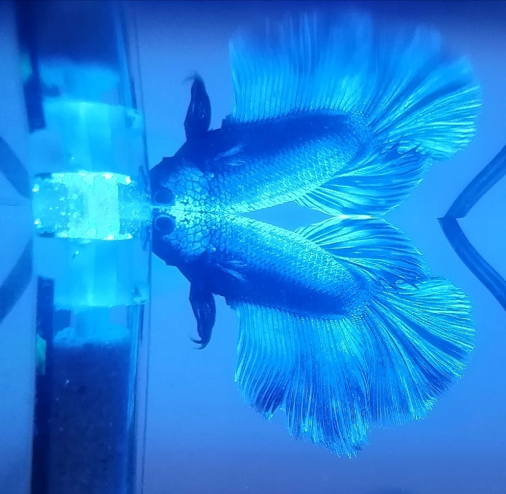 Imagen subida por Itzel