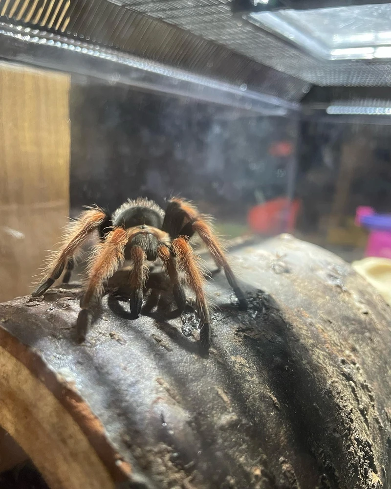 Image uploaded by Jarett