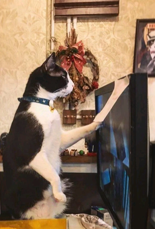 Black and white cat reading piece of paper attacked to a TV screen.