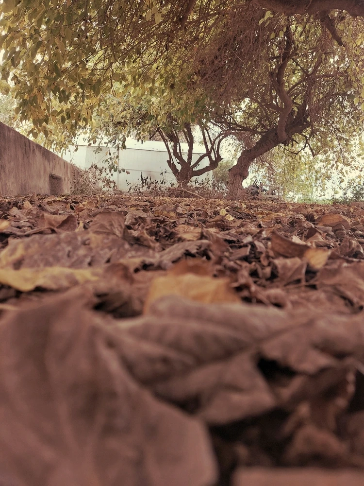 تصویر آپلود شده توسط Ali