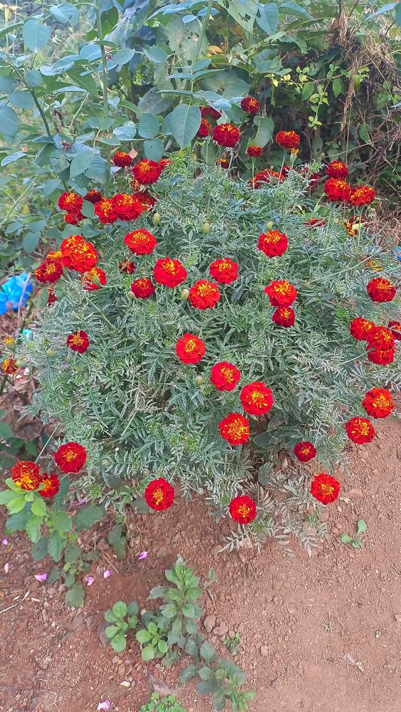 Marigold