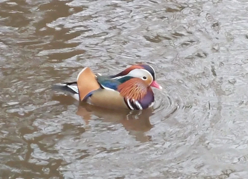 Male mandarin duck in full plumage in a pond.