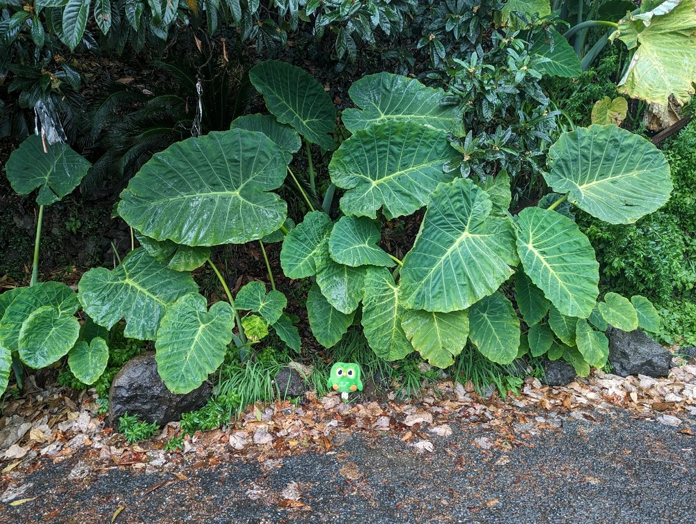 Wes上傳的圖片