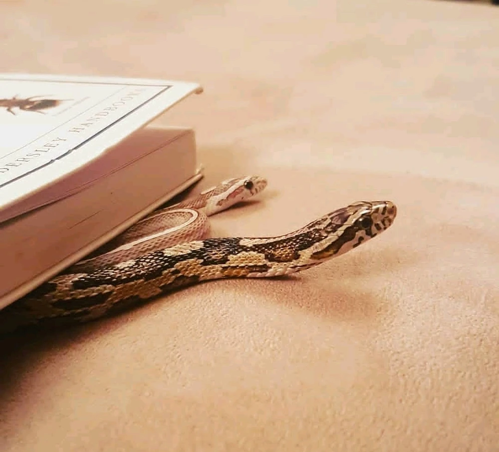 Immagine caricata da 女土者竜•アンドリュー