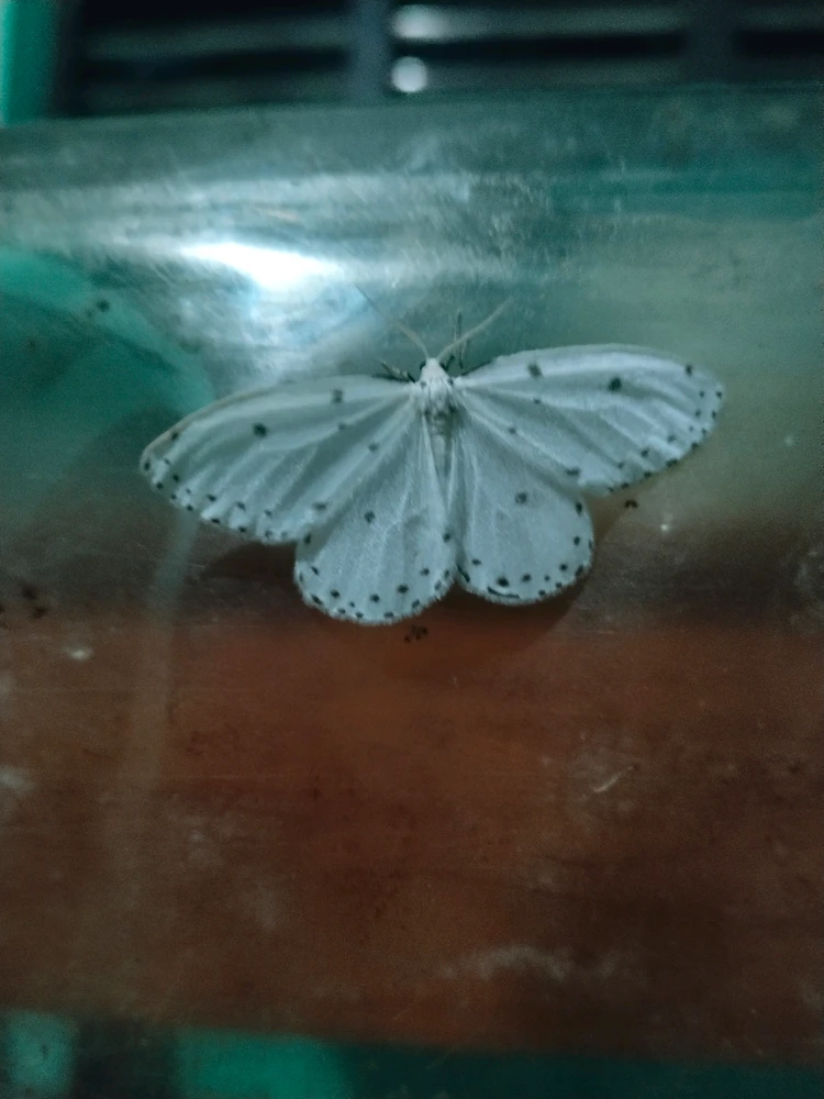 Image uploaded by Ashi