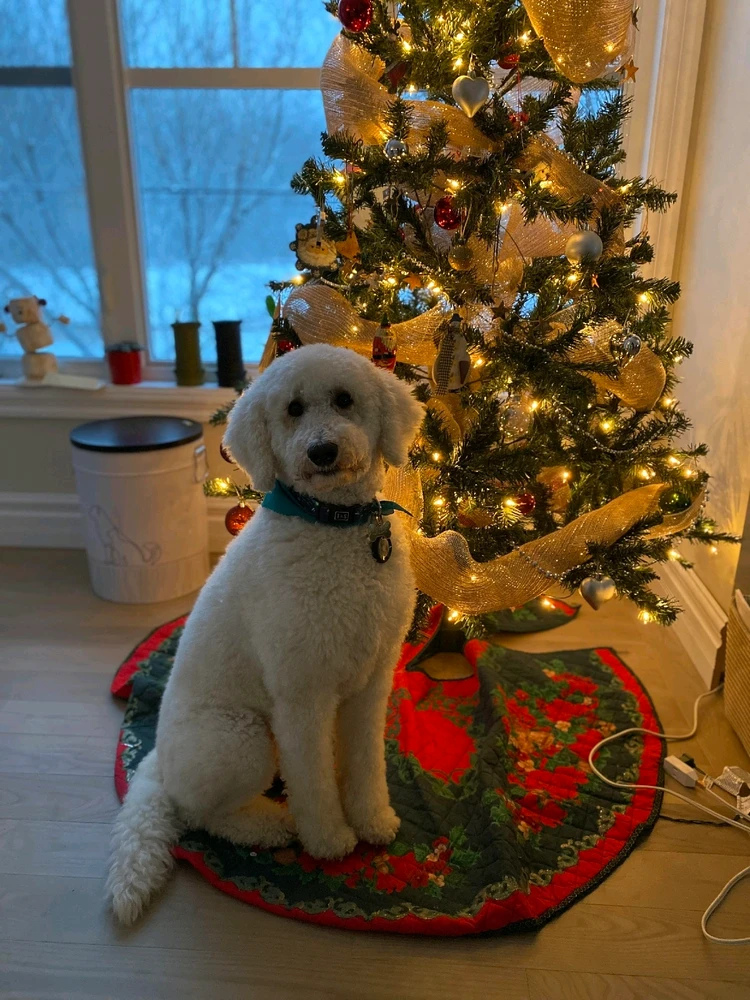 Image uploaded by Geib