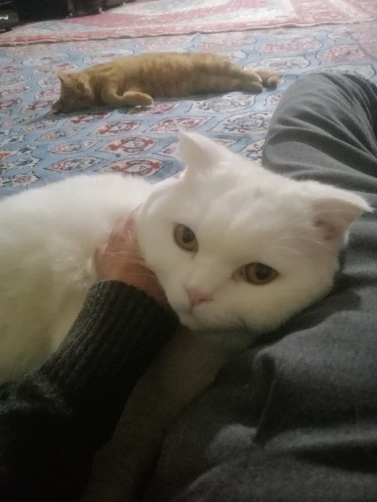 تصویر آپلود شده توسط Arya