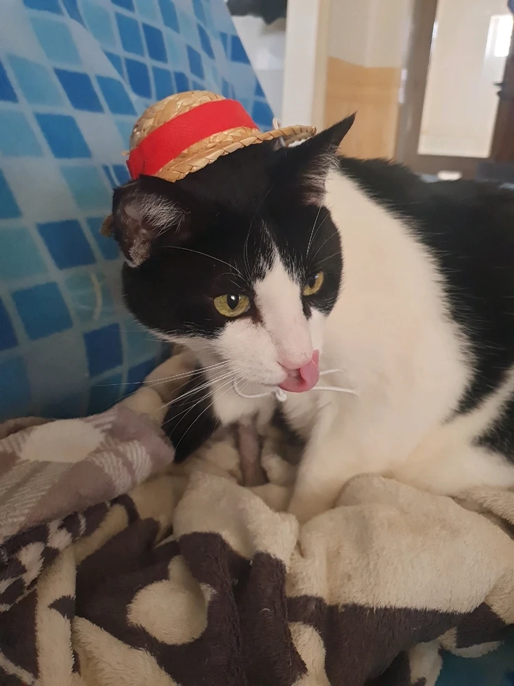 Imatge pujada per Máximo