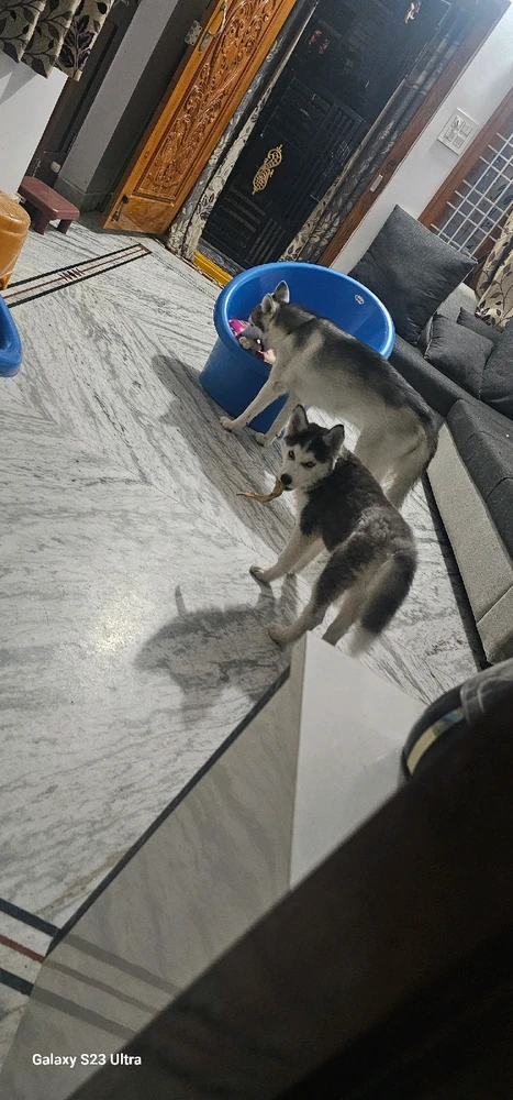 由Vikhil上传的图片